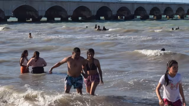 Diversos animales podrían haber ocasionado lesiones en bañistas de Progreso