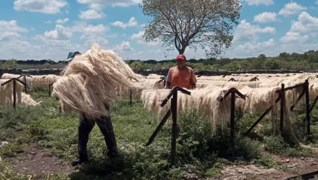 Los henequeneros tienen toneladas de fibra resguardada en bodegas