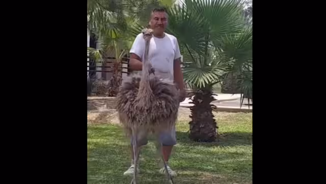 El hombre paseaba a  una avestruz con correa en las calles de Apodaca y fue grabado