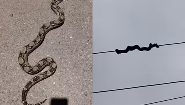 Cae enorme serpiente de cables eléctricos y causa asombro en Bécal