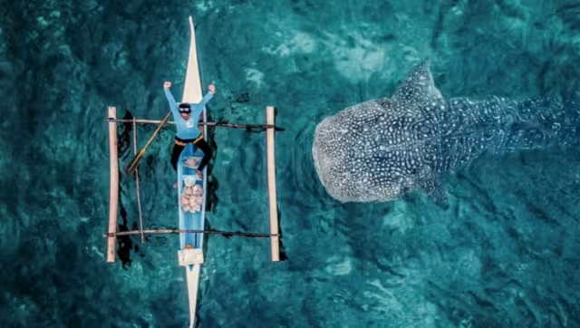 Las rutas comerciales internacionales se cruzan con la zona de agregación, lo que pone a los animales en riesgo de ser colisionados por grandes buques