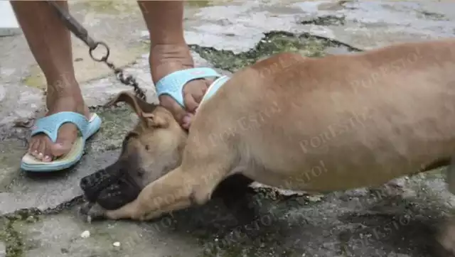 Zoofilia en Campeche: Fiscalía avanza en procesos judiciales y periciales