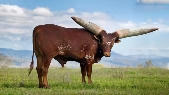 Un animal de más de 500 kg era llevado por carretera. Foto :Especial