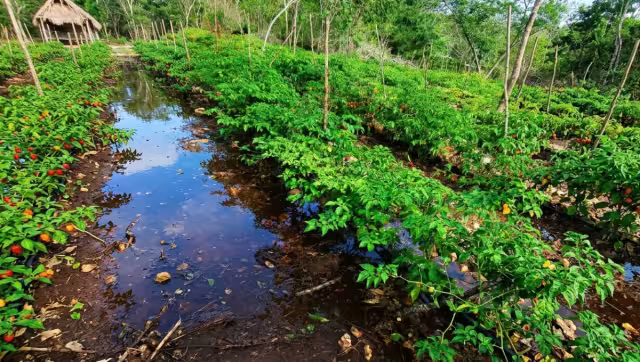Productores de Kopté, Muna y Homún pierden cosechas