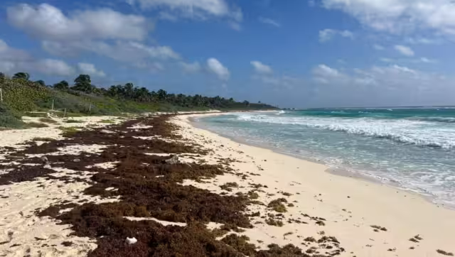 Según los informes de la Red de Monitoreo del Sargazo, el flujo constante hacia el litoral del noveno municipio no muestra signos de disminuir.