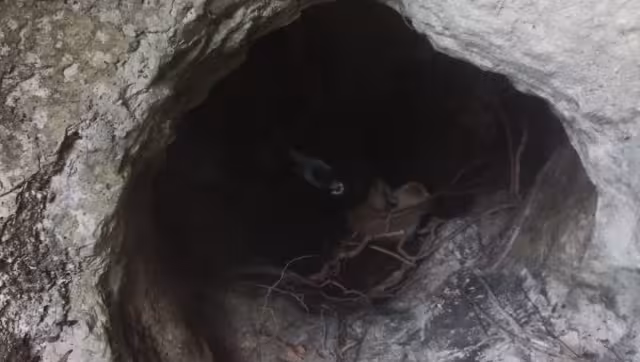 Los perritos se encontraban en perfectas condiciones al ser rescatados