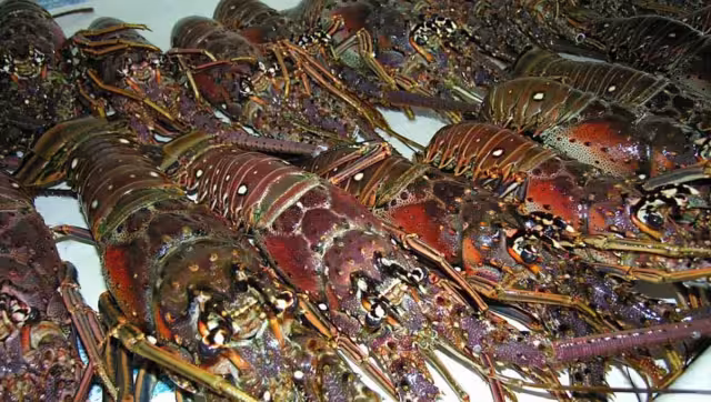 Los pescadores optaron por congelar su producto y sacarlo al mercado cuando mejore el precio; pidieron la intervención de las autoridades para apoyarlos