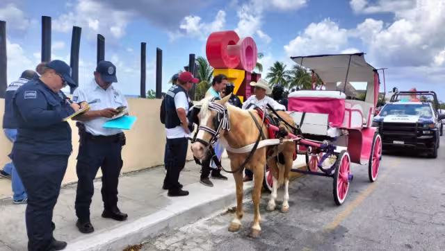 Operativo termina con la detención de dos calesas con caballos y una calesa eléctrica