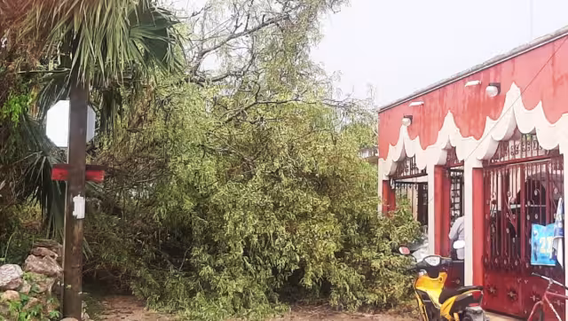 Grandes árboles fueron tirados ante la fuerza de los vientos