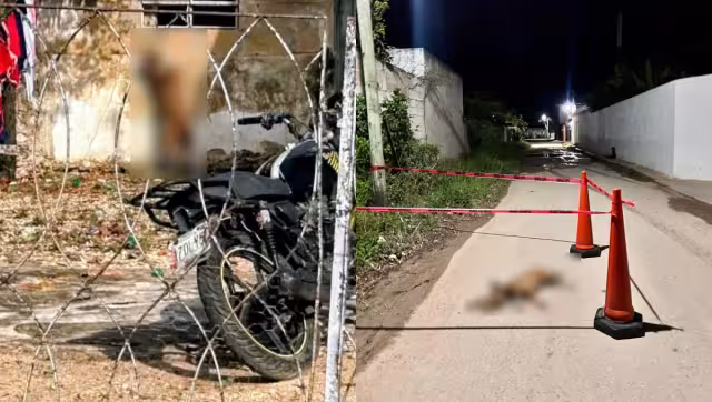 Yucatán enfrenta nuevos casos de crueldad animal; autoridades ya investigan en Tixkokob y Tekax