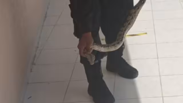 La boa fue capturada y liberada lejos de la zona poblacional