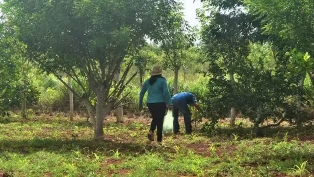 En las parcelas donde se sembraba la naranja dulce ahora se cultiva limón
