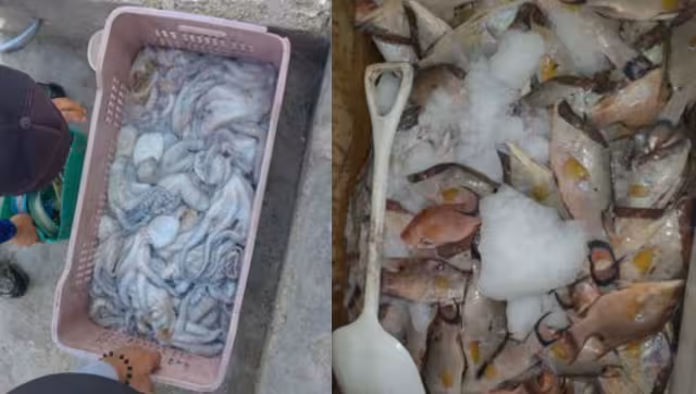 El pulpo y boquinete son especies en veda en Yucatán