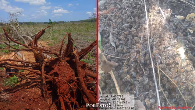 Hopelchén: apicultura en crisis por ecocidio ambiental