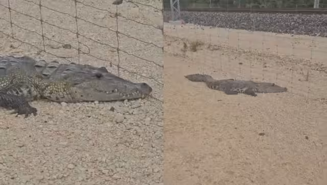 El ejemplar se suma a la lista de los animales documentados cerca de los tramos del Tren Maya