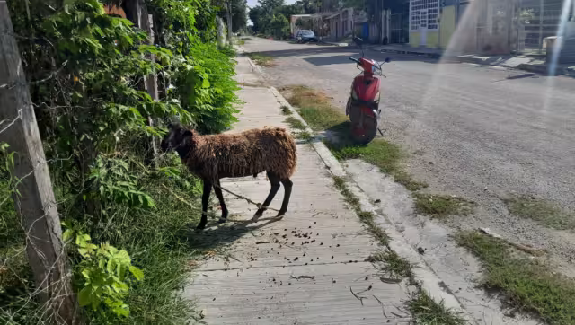 El dueño hace caso omiso a las peticiones de encerrar al borrego