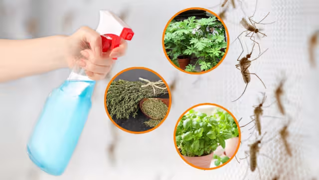 Hay repelentes naturales efectivos contra los mosquitos