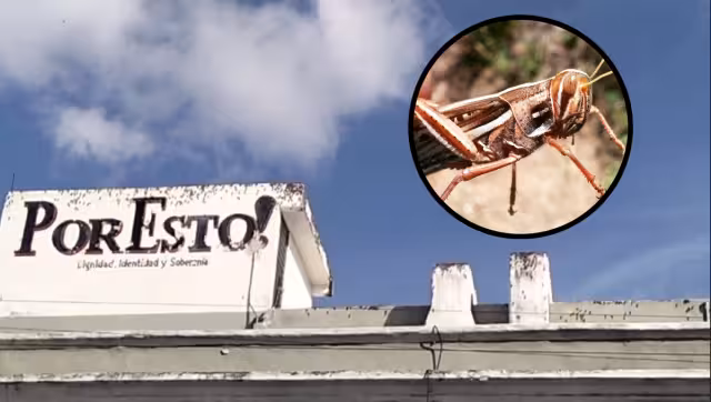 La plaga de langostas se presenta cuando comienza una etapa de sequía