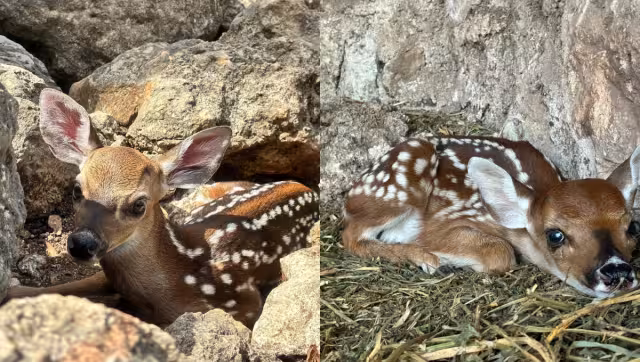 El venado cola blanca es una especie nativa de la península de Yucatán