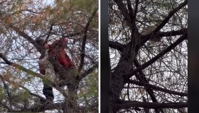 El gatito no parecía tener intención de bajar del árbol