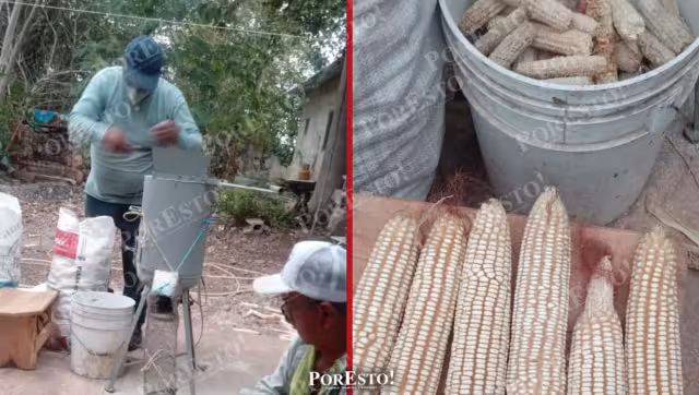 Maíz criollo, ingenio campechano: la máquina que ahorra tiempo y esfuerzo