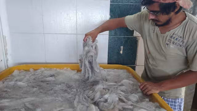 A partir del primero de agosto, más de dos mil embarcaciones saldrán a la captura