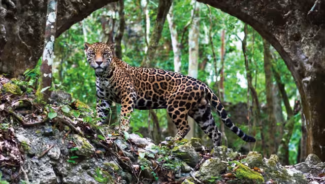 El objetivo es asegurar la conectividad y transferencia genética de una población de más de 600 jaguares y sus presas