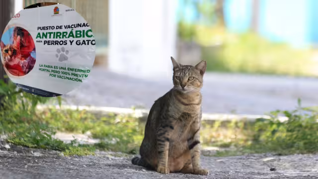El Colegio de Médicos Veterinarios emitió recomendaciones para proteger a las mascotas
