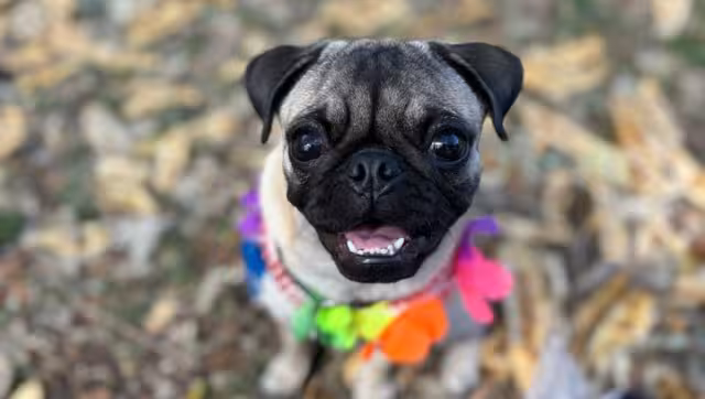 Los perros pug encabezarán la caminata en Mérida