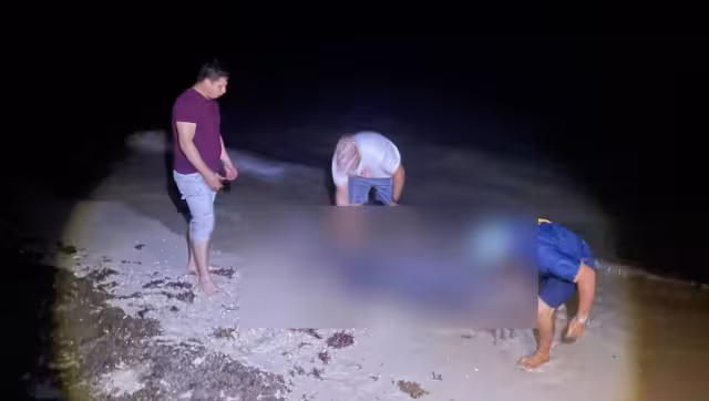 Al menos tres delfines sin vida fueron reportados durante 2025 en Yucatán