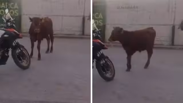 El toro fue capturado en un centro comercial