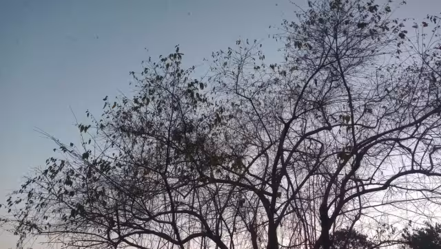 Así terminaron los árboles en el colegio