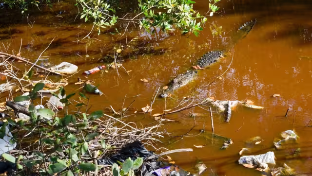 Las personas que se encontraban en el lugar se asombraron ante su presencia