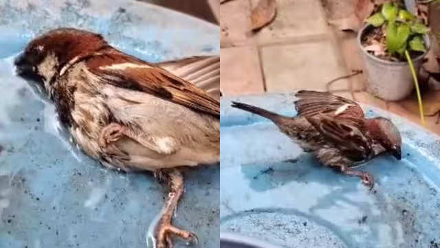 La fauna silvestre padece las altas temperaturas