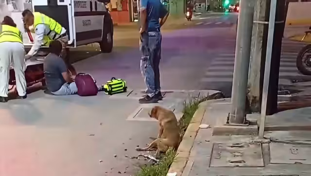 Una perrita fue atropellada por un motociclista la noche del miércoles en avenida Gobernadores, en Campeche.