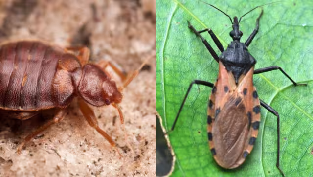Las chinches en París son diferentes a las que habitan en Yucatán