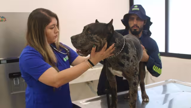 Autoridades de Mérida acompañarán al tutor de “Zeus” para evitar nuevos incidentes