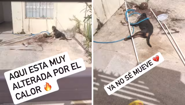 Los vecinos grabaron sin auxiliar al animal, que falleció por las altas temperaturas