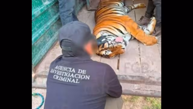FGR señaló que las investigaciones continuarán para determinar el origen de los animales