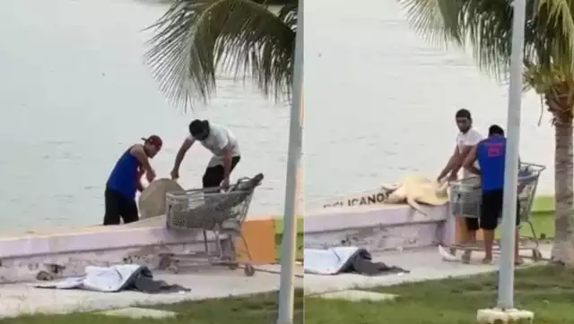 Indignación en Carmen: pescadores sacrifican tortuga lora dentro de área protegida