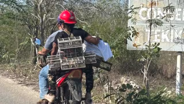 La captura ilegal de aves silvestres y la cacería representan serias amenazas para la reserva