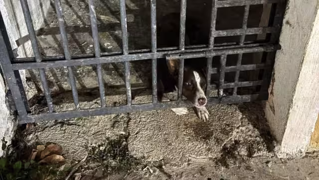 Denuncian maltrato animal por las condiciones insalubres donde encierran a la mascota comunitaria