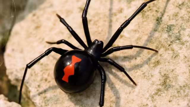 Viudas negras pueden ser halladas en rincones de las casas