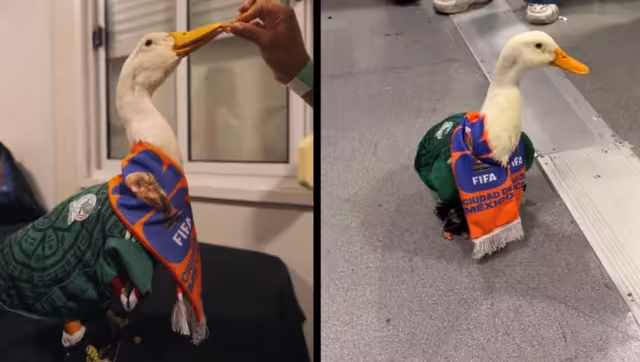 FIFA NO deja entrar al Pato Merlín al Estadio Azteca.