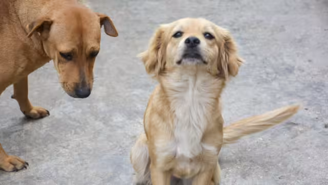 Asociaciones animalistas y sociedad en general se muestran en desacuerdo por este registro