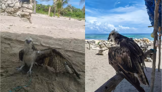 Lo mantendrán bajo cuidados y posteriormente regresarlo a su hábitat.  El ave tiene una lesión que le impide volar; fue nombrado “Cabo
