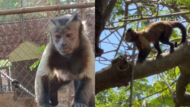 El mono capuchino fue capturado y regresado a su espacio