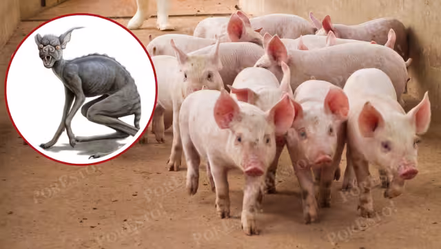 ¿Regresó el Chupacabras a Campeche? Ataque a pavos y un cochinito revive el mito