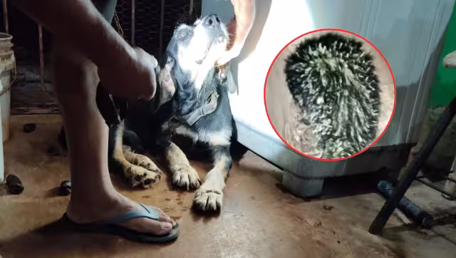 Familia pensó inicialmente que el perro se había acercado a un cactus.