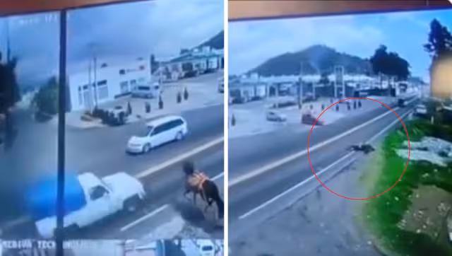 El caballo se puso en pie, pero murió momento después